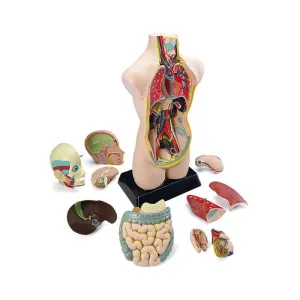 Set Anatomia Humana 11 Piezas Miniland 99020